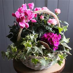 Arrangement of Seasonal Indoor Plant Basket
