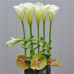 Arum Lily and Lucky Bamboo Deluxe