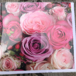 Pink Rose Greeting Card