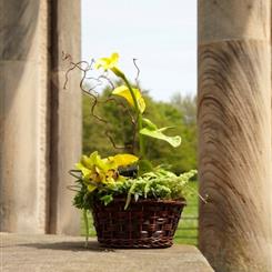 Yellow Basket